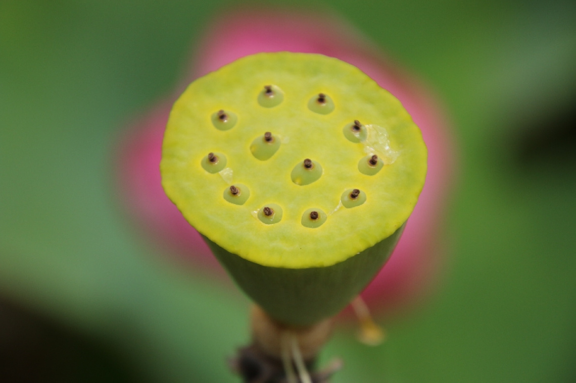 lotus