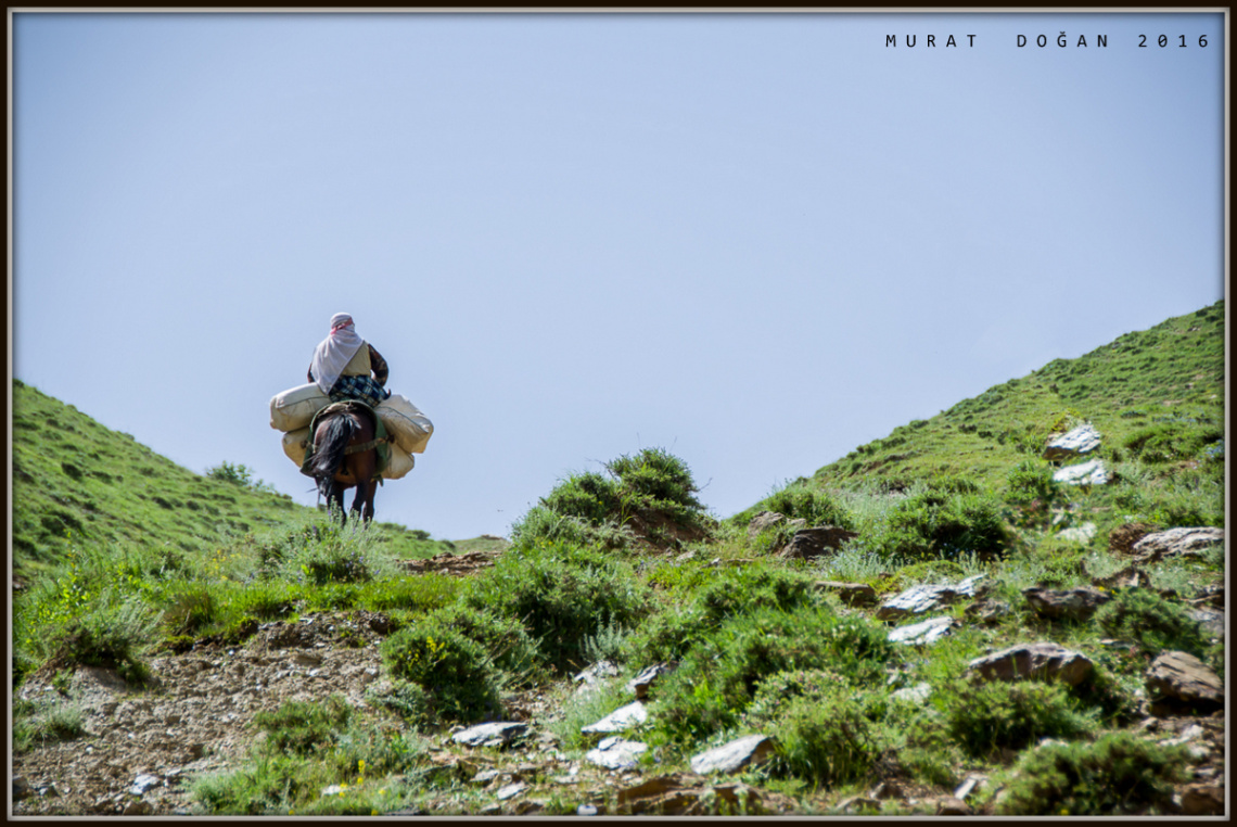 Yayla yolunda..