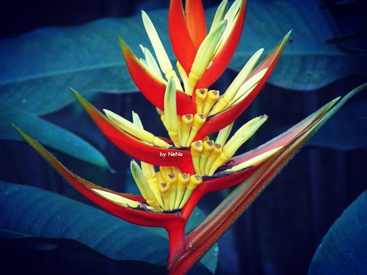 Tropical flower 