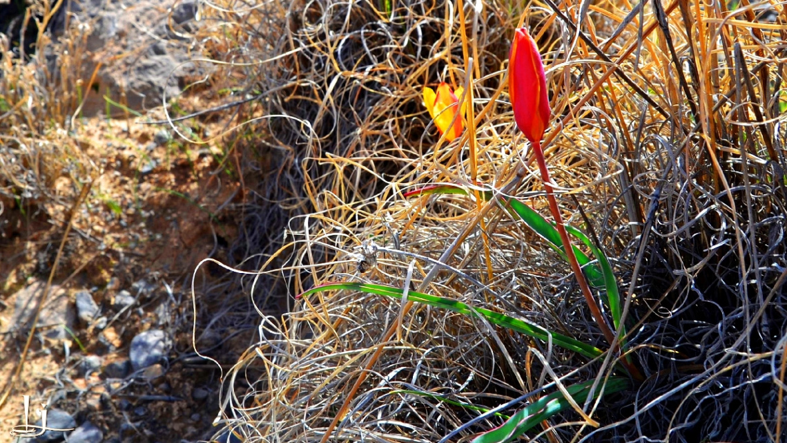 Beauty in the Wild