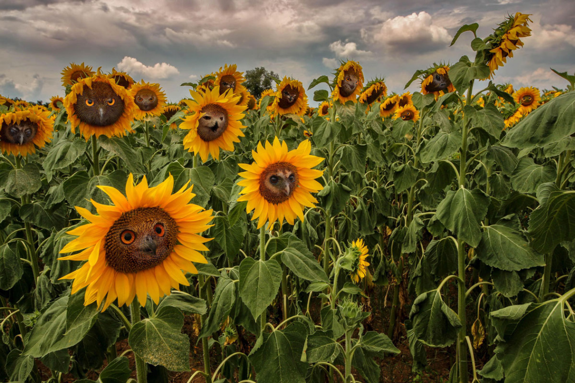 Funny sunflowers