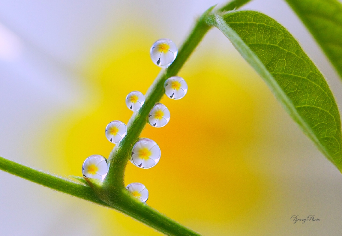 Dews