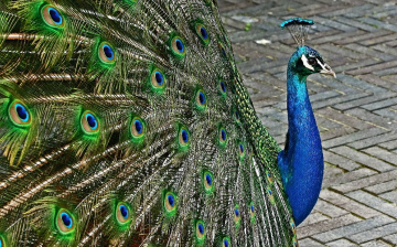 Birds I