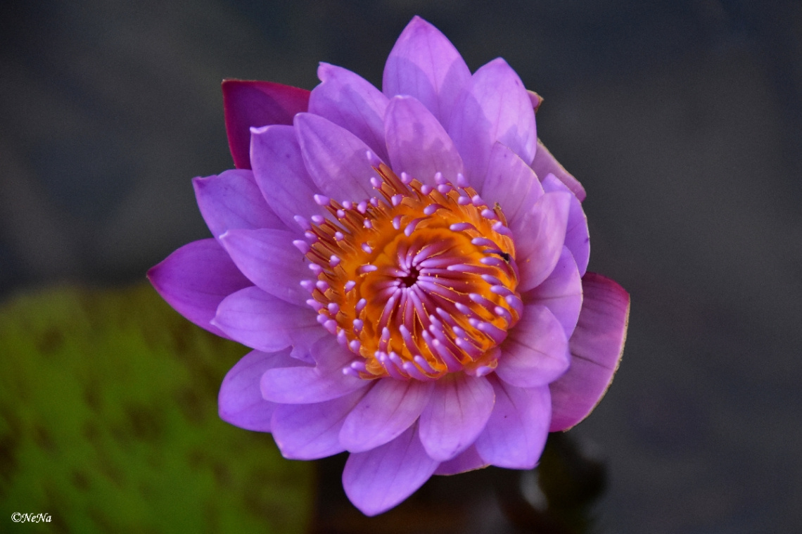 Delicate