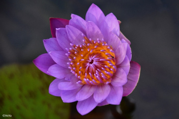 Delicate