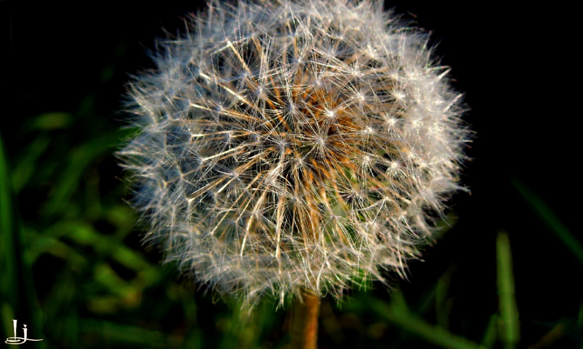 So delicate !