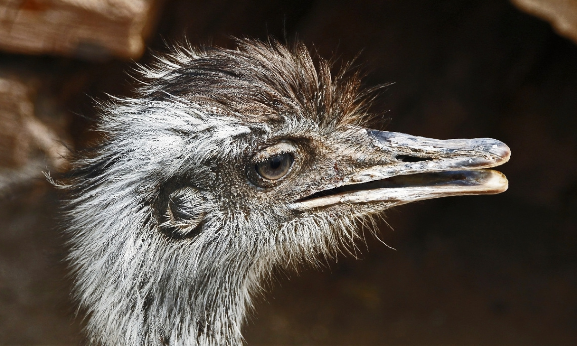 Birds II