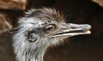 Birds II