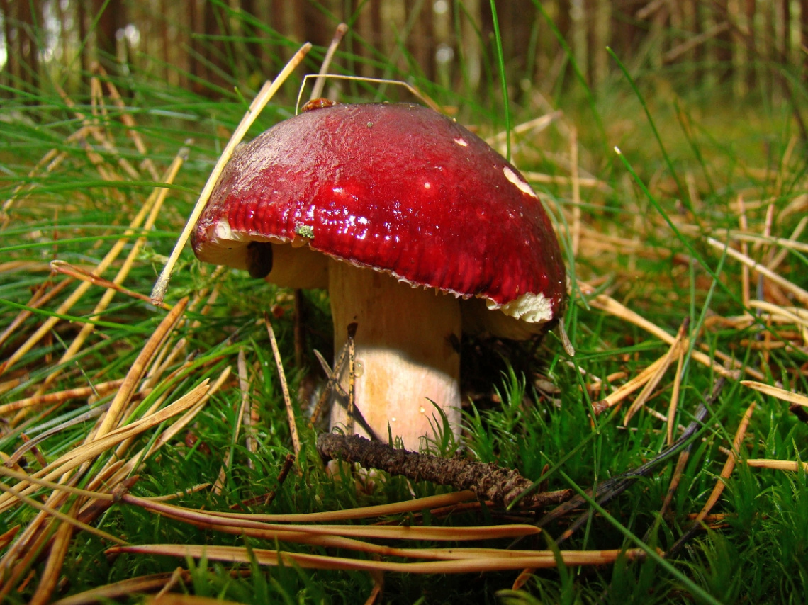 pilz.