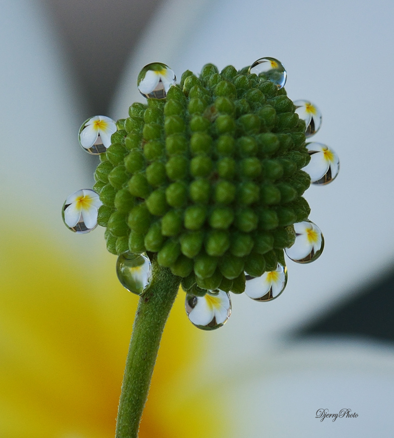 Dews and fruit