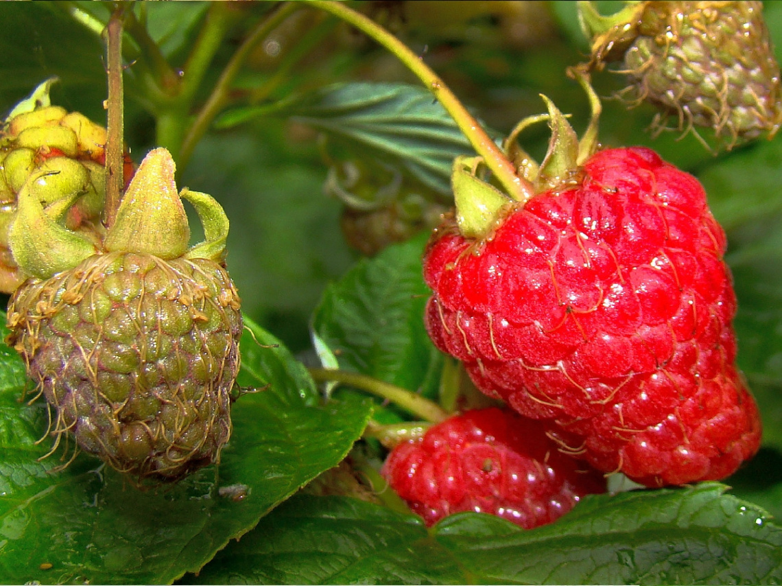 himbeeren 