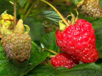 himbeeren 