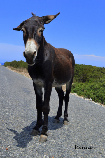 wild donkeys in Cyprus 