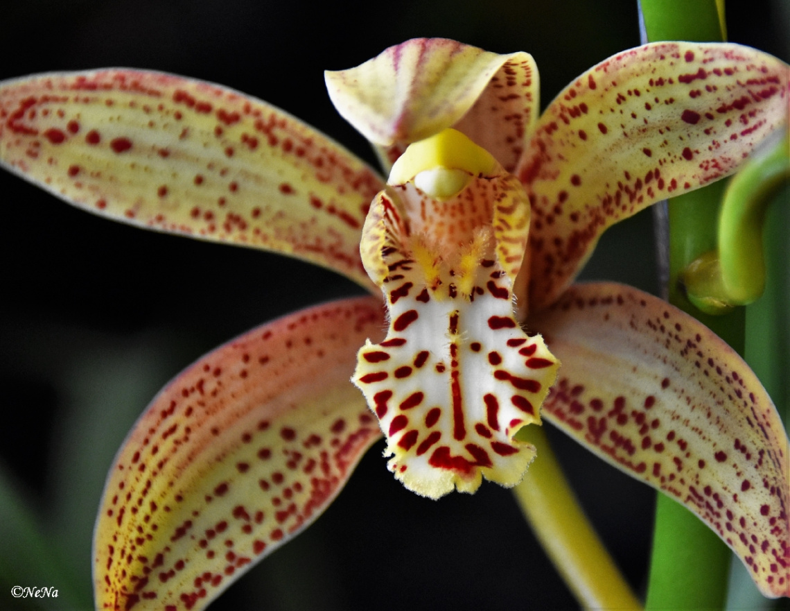 Exotic Orchid