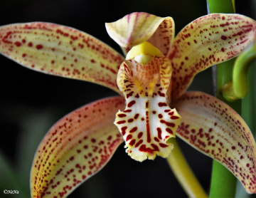 Exotic Orchid