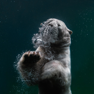 Ice Bear