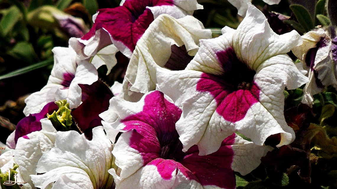 colourful curlies....