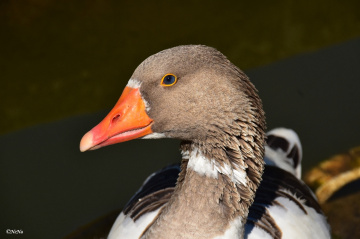 Farmyard goose