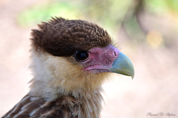 Little carcará