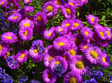 blüten....