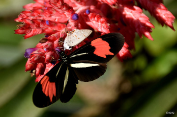 Sharing the nectar