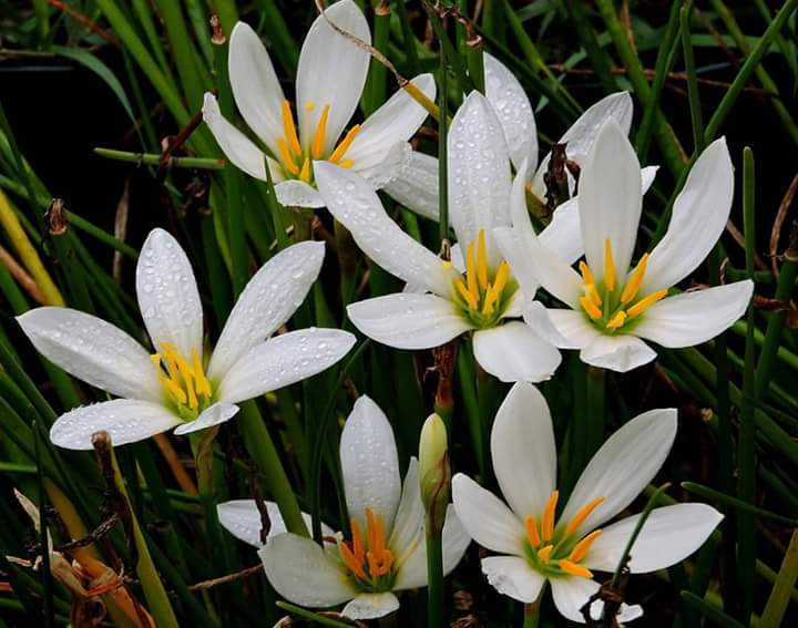 Mini Flowers 