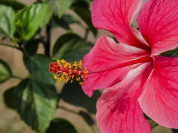 Hibiscus