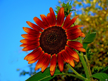 sonnenblume ..