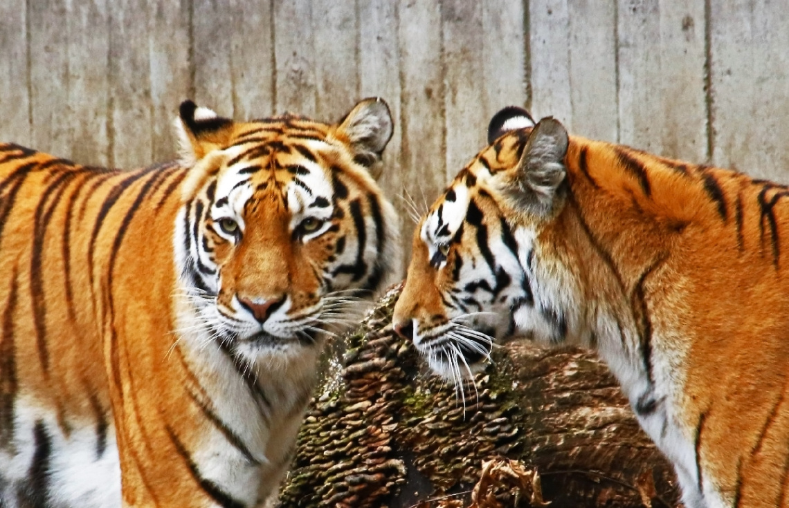 Two Of A Kind