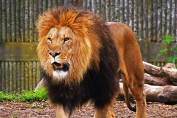 Lion Moment 