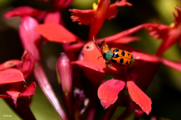 Ladybug