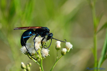 Blue wasp