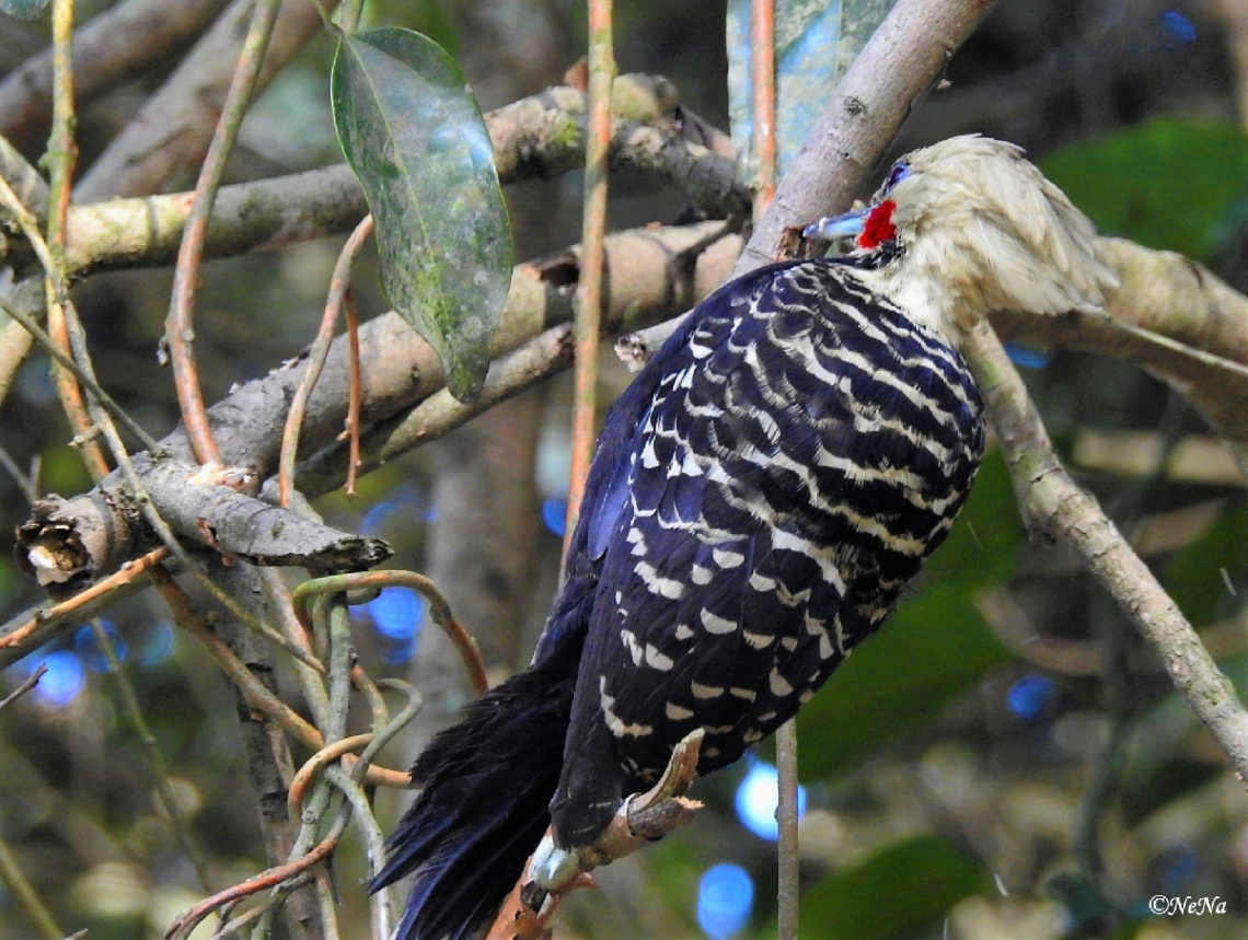 Blond-crested Woodpecker