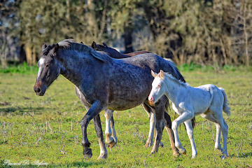 Family walks