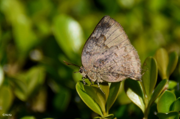 Mini Butterfly 