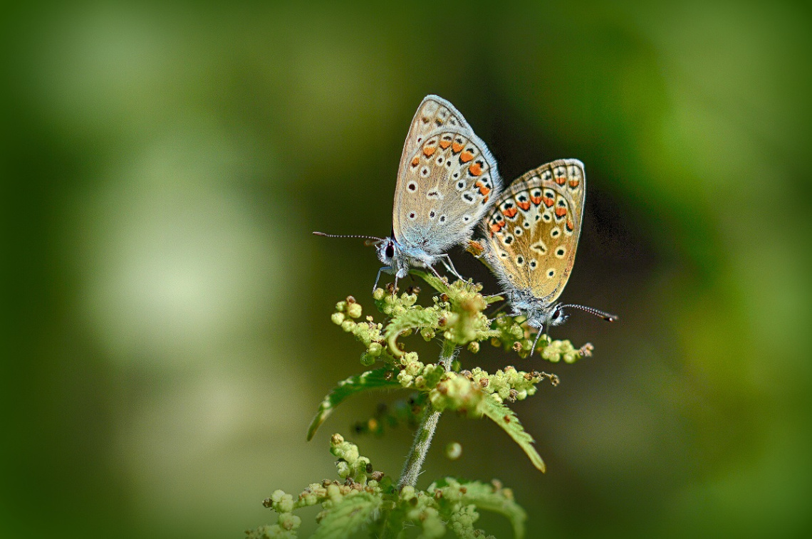 AŞK-I MEMNU.........