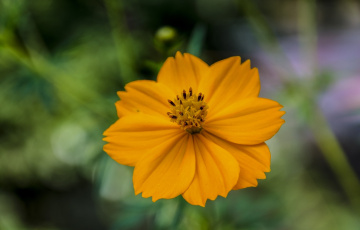 Floret
