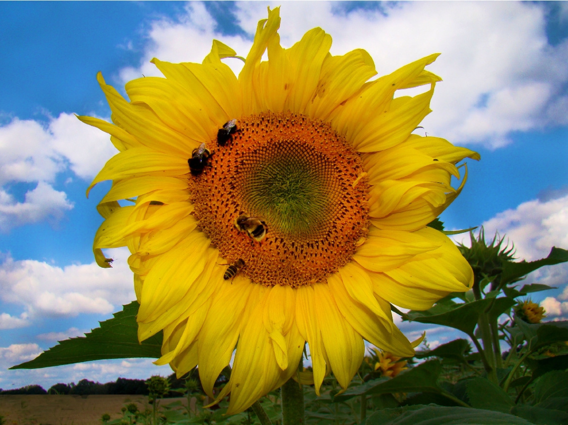 sonnenblume ...