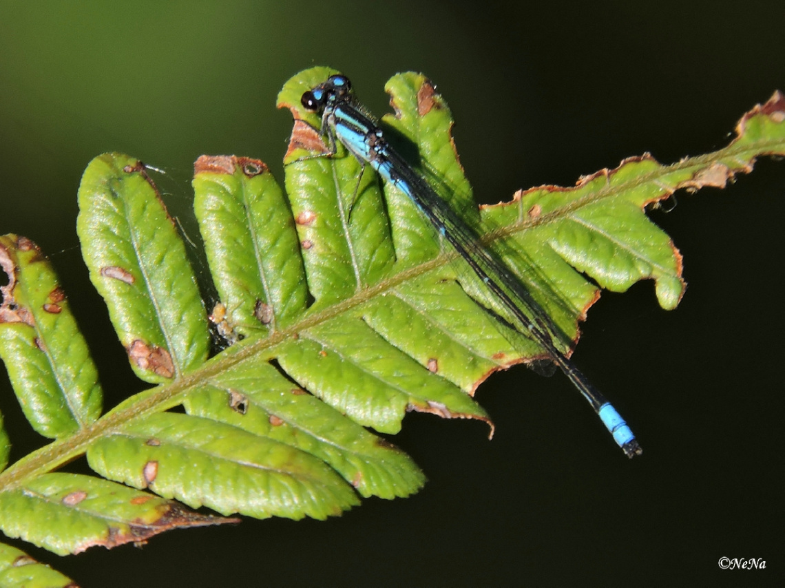 Mini Blue Dragonfly