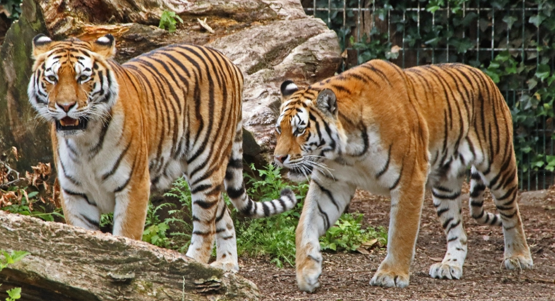 Amur tigers
