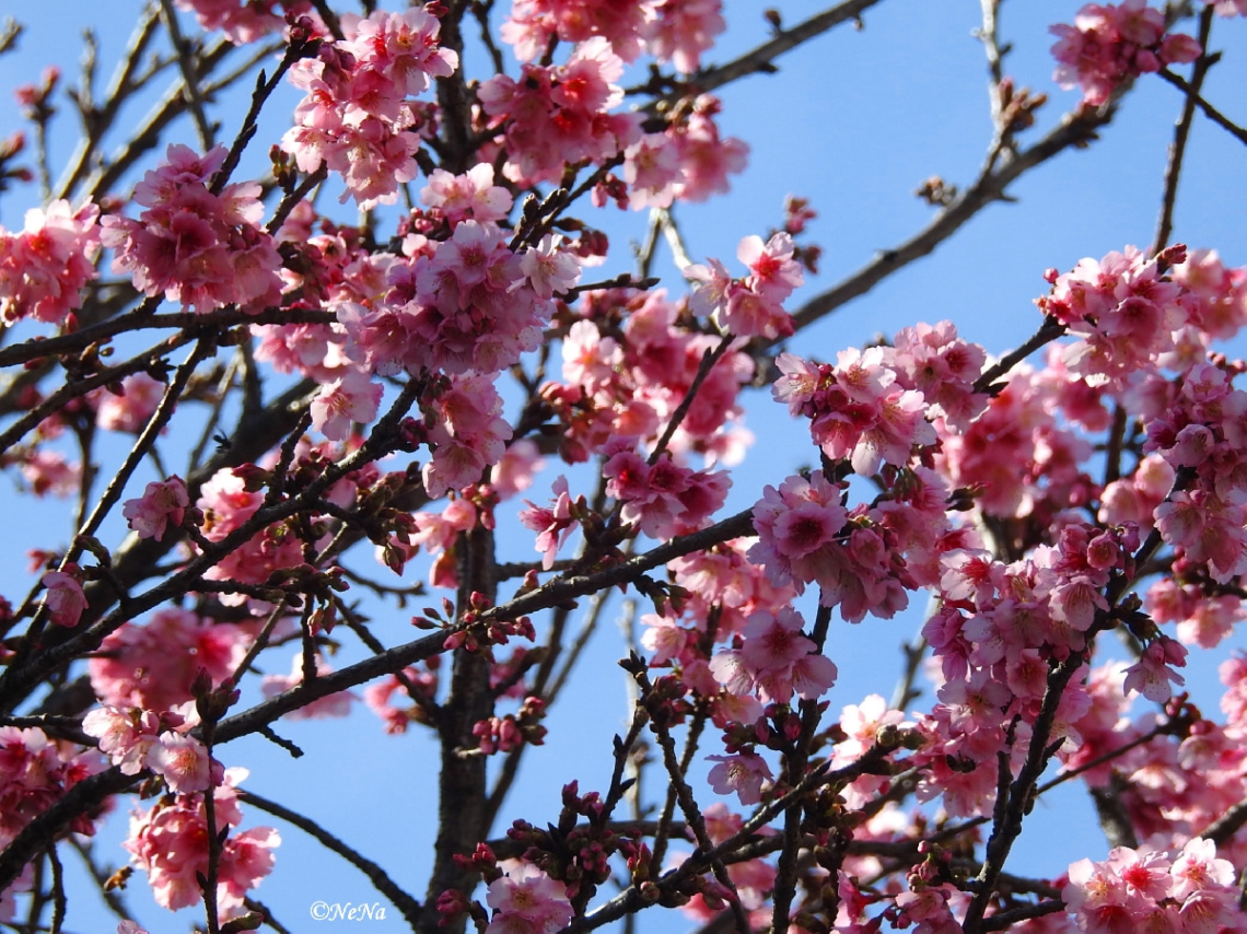 Under a Cherry Blossom