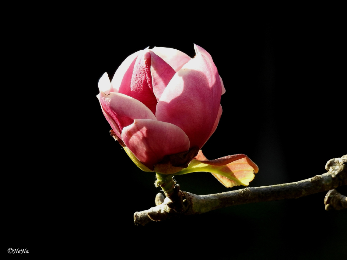 Magnolia