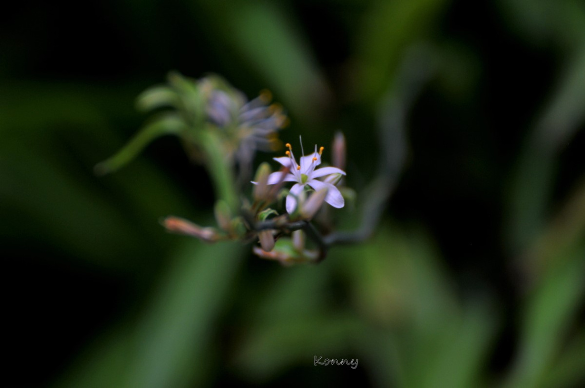 little flower