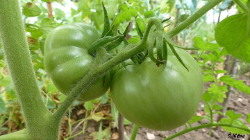 Bahçe Domatesi Bunlar