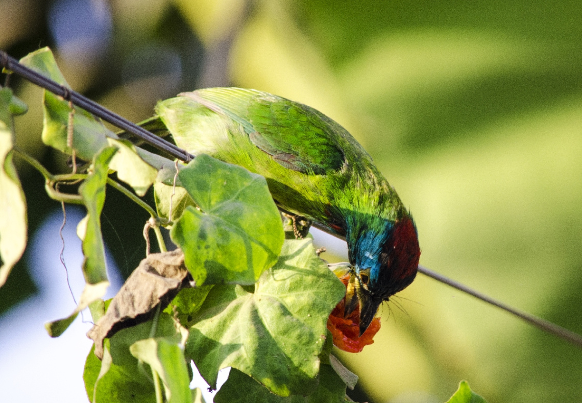 Blue-throated Barbet