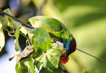 Blue-throated Barbet