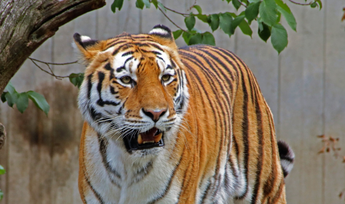 Amur Tiger 