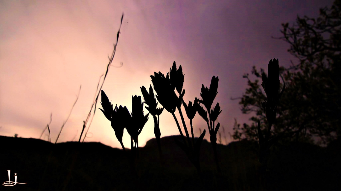dusk 