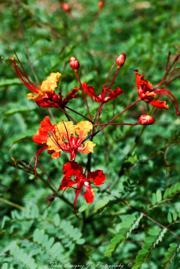 Sonoran Desert Bird Of Paradise