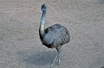 Birds III